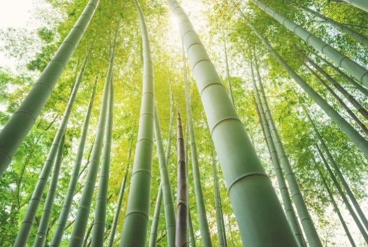 Moso Bambú