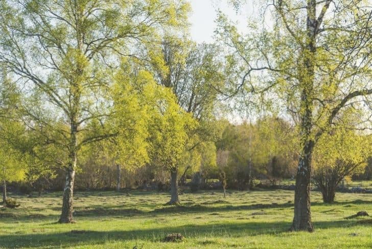 broadleaf deciduous forest