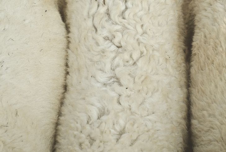 sheep wool