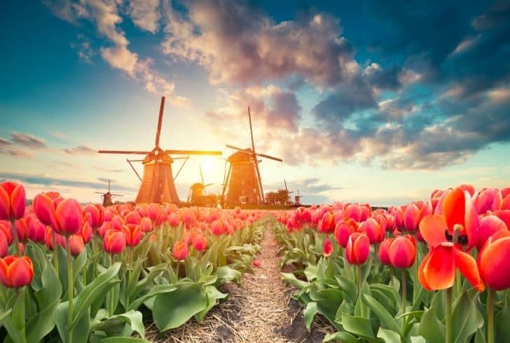 tulips-alongside-windmill