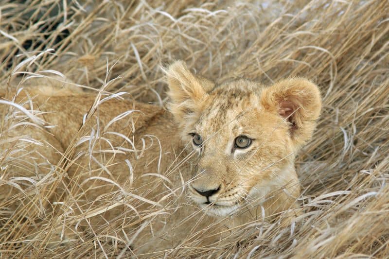 The Cost of Hunting Lions