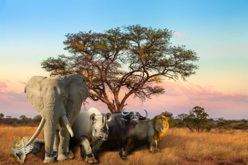 Hunting the ‘Big Five’