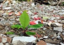 Causes, Effects and Solutions to Land Pollution You'll Wish You'd Known - Conserve Energy Future Causes, Effects and Solutions to Land Pollution You'll Wish You'd Known - Conserve Energy Future
