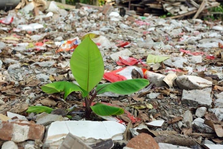 Effect of Pollution on Plants (And Do They Help Fight Pollution?) -  Conserve Energy Future