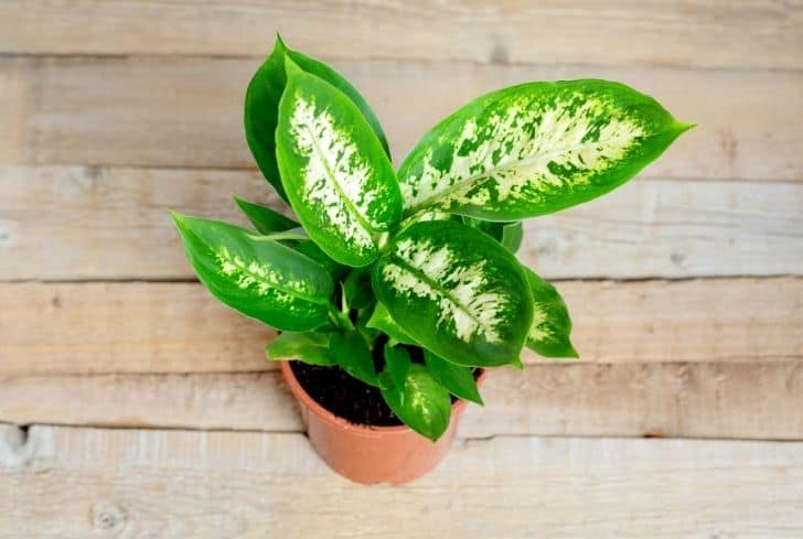 The 10 Best Indoor Planters