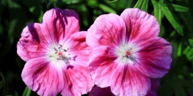 Geranium-Elke-flower