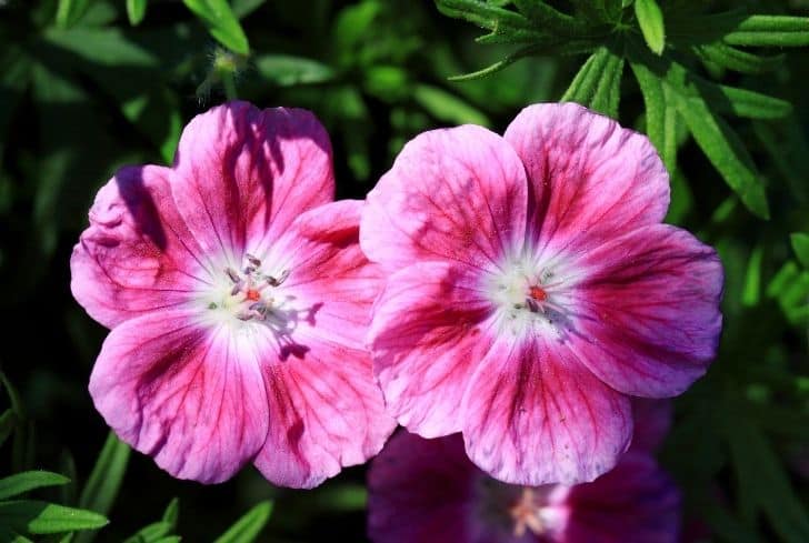 Geranium-Elke-flower