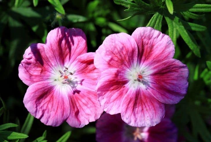 15 Pink Geranium Varieties For Garden - Conserve Future