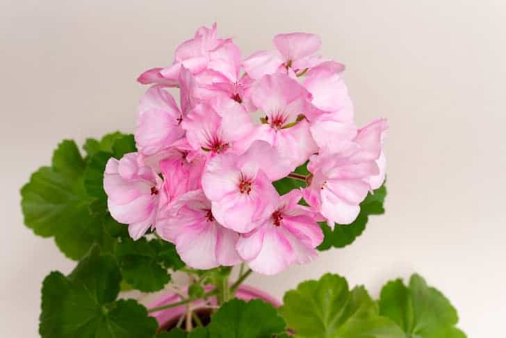 15 Pink Geranium Varieties For Garden - Conserve Future