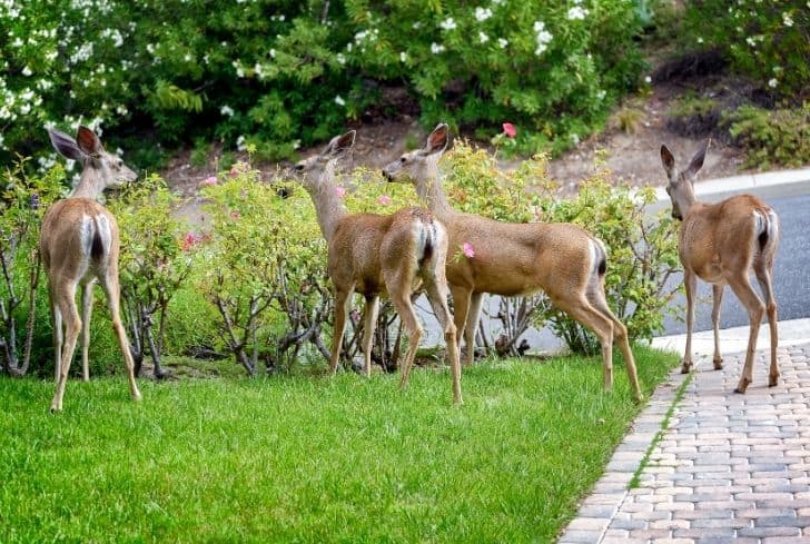 deer-eating-flower-in-garden