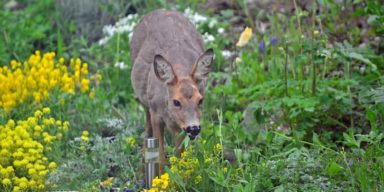 deer-eating-flowers