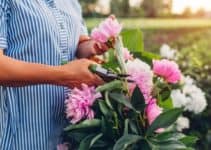 When To Cut Back Peonies? (And Do They Bloom Back)