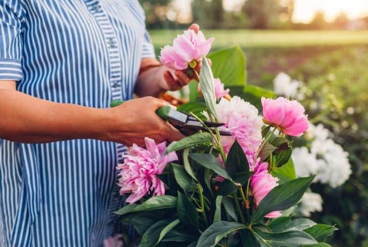 elderly-woman-cutting-peonies