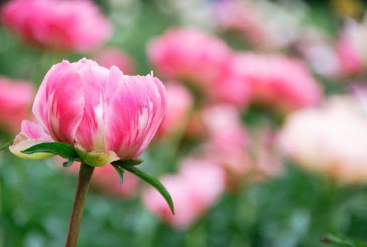 peony-in-full-bloom