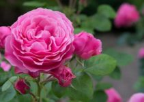 Are Roses Monocots or Dicots? (And Examples)