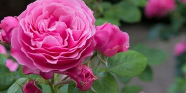 pink-rose-flower