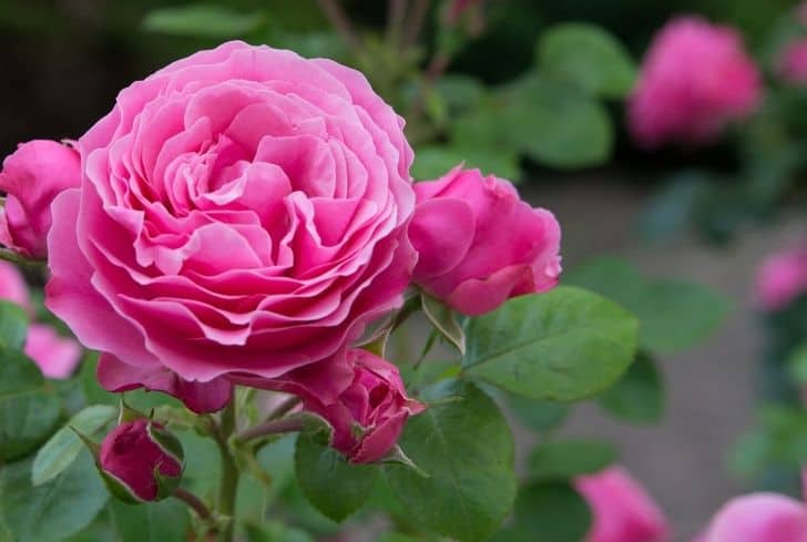 What Are The Parts Of A Rose Flower Plant? - Conserve Energy Future