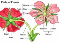 What Are The Parts of a Rose Flower Plant?