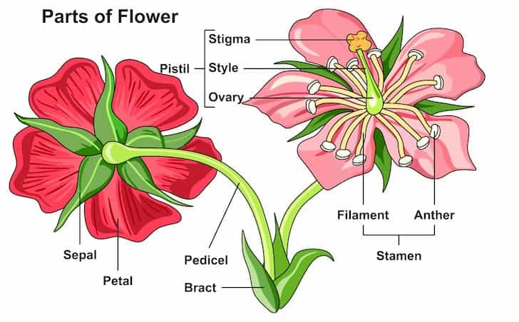 rose-flower-parts