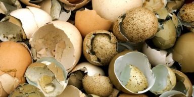 broken-egg-shells