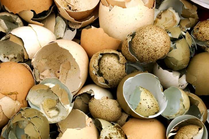 Are Egg Shells Recyclable And 10 Ways To Reuse Egg Shells Conserve Energy Future