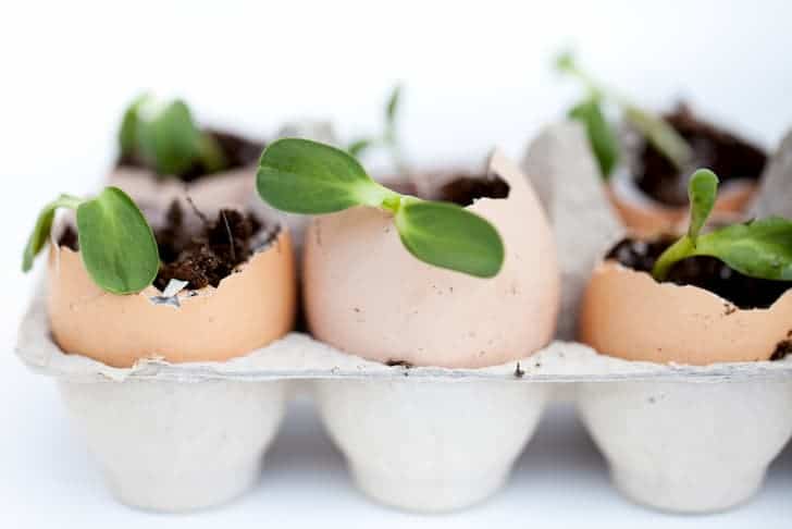 photo-green-seedlings-growing-egg-shells