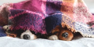 dogs-under-blanket