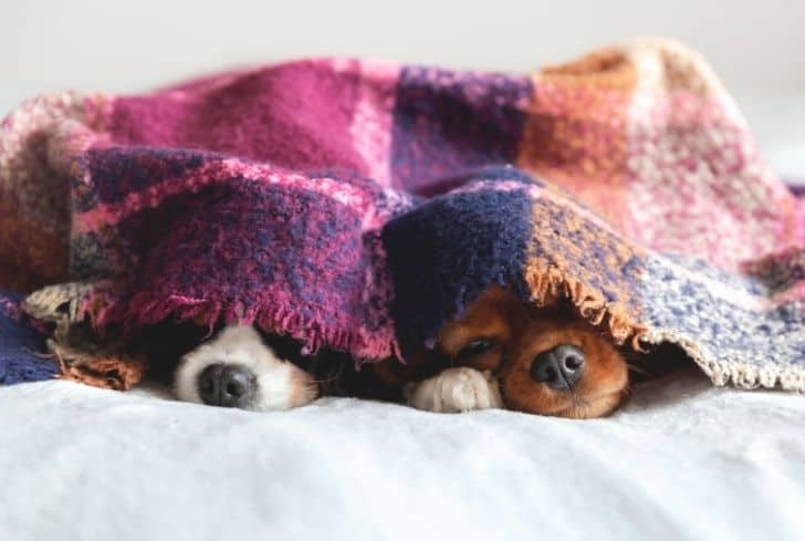 dogs-under-blanket