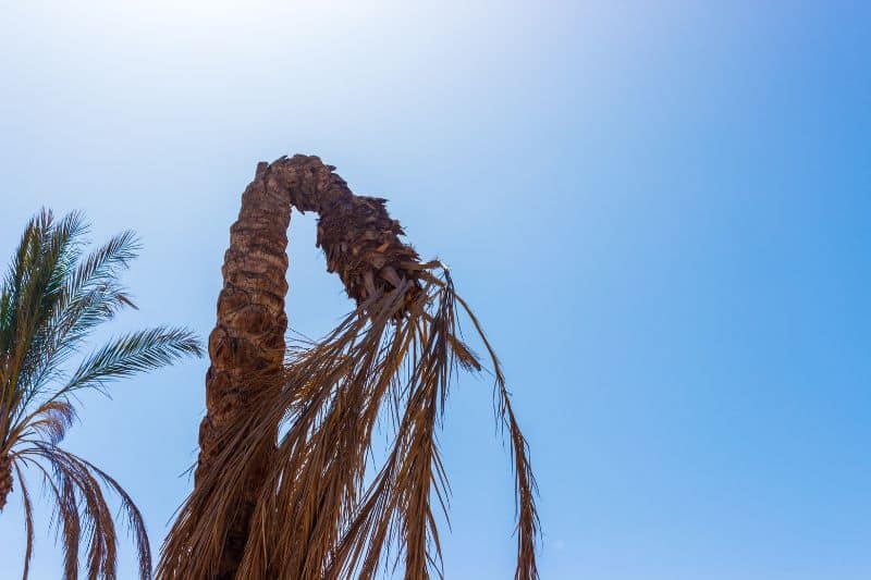 Why Do Palm Trees Die?