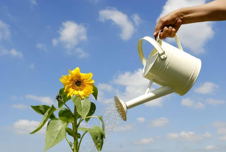 Overwatering kills sunflowers