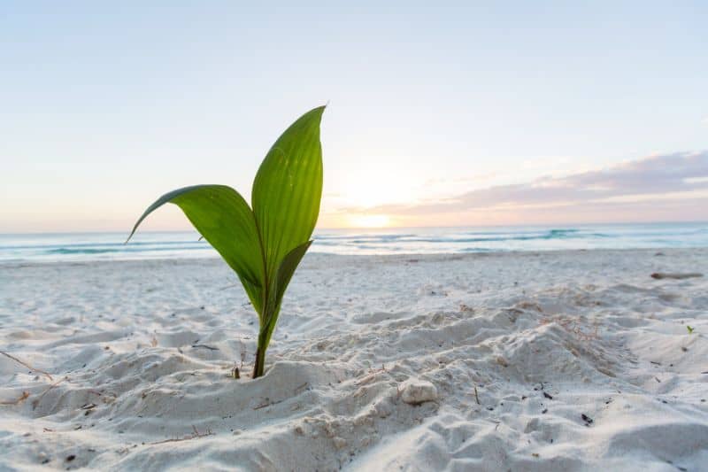 Germinated Palm Tree