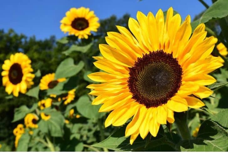 Healthy sunflowers