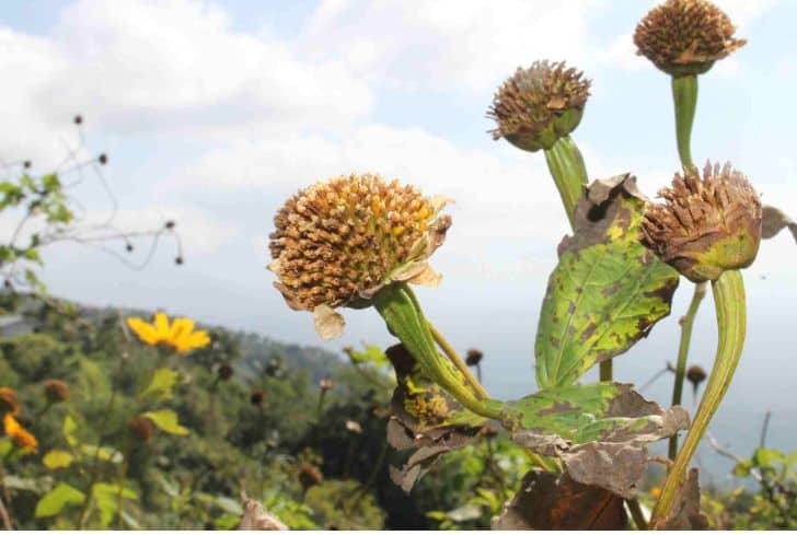 Dried Daisy Flowers Bouquet 100+ Real Dry White Flowers With - Temu