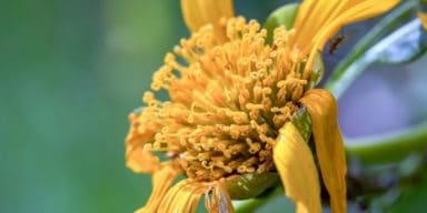 dying-mexican-sunflower