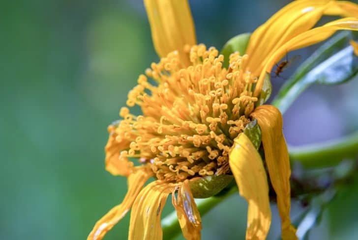 dying-mexican-sunflower