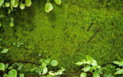 Does Boiling Water Kill Moss? (And Does Bleach Kill Moss)