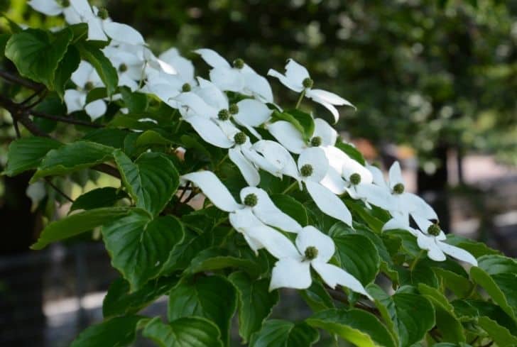 Kousa Dogwood