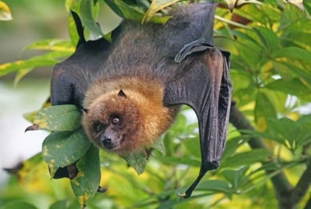 Why Are Bats Protected by the Endangered Species Act? - Conserve Energy