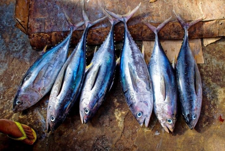 Can Fish Go in the Compost