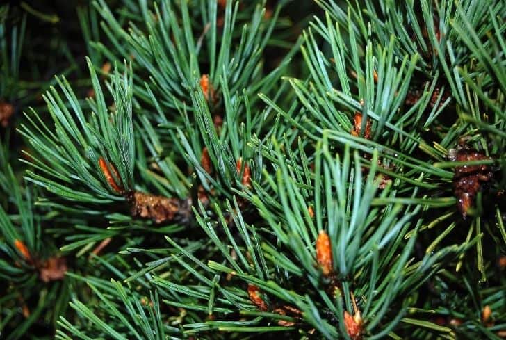 Pine-needles