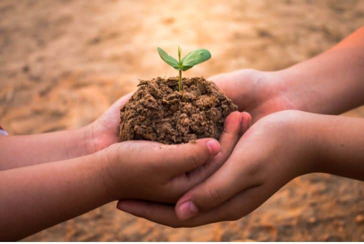 Planting new trees