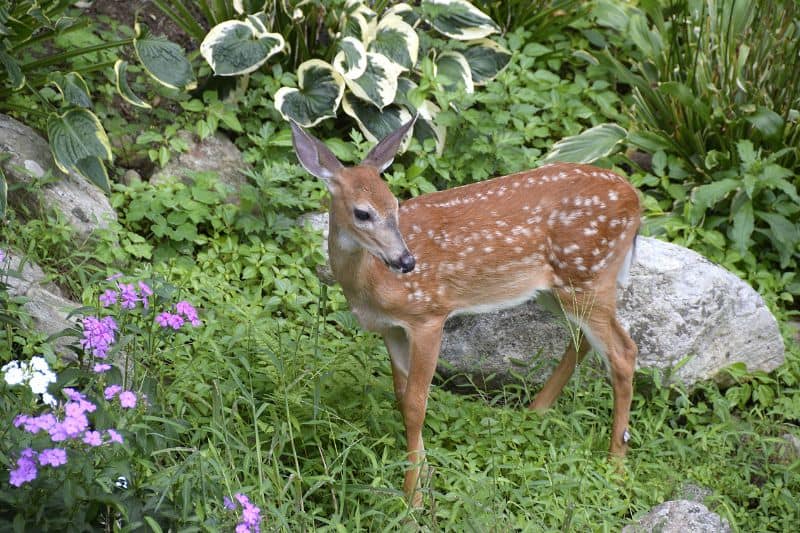 Deer In a flower garden