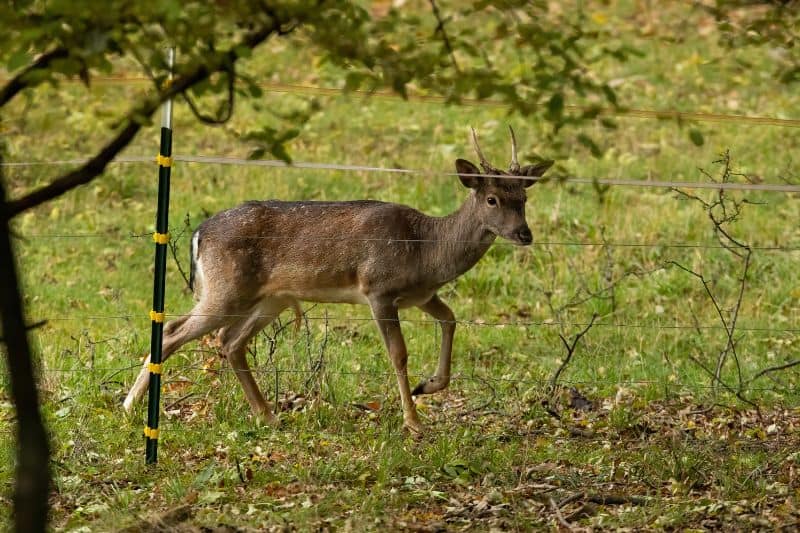 Electric fence