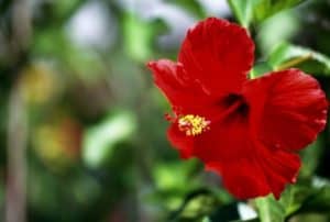 Hibiscus-flower