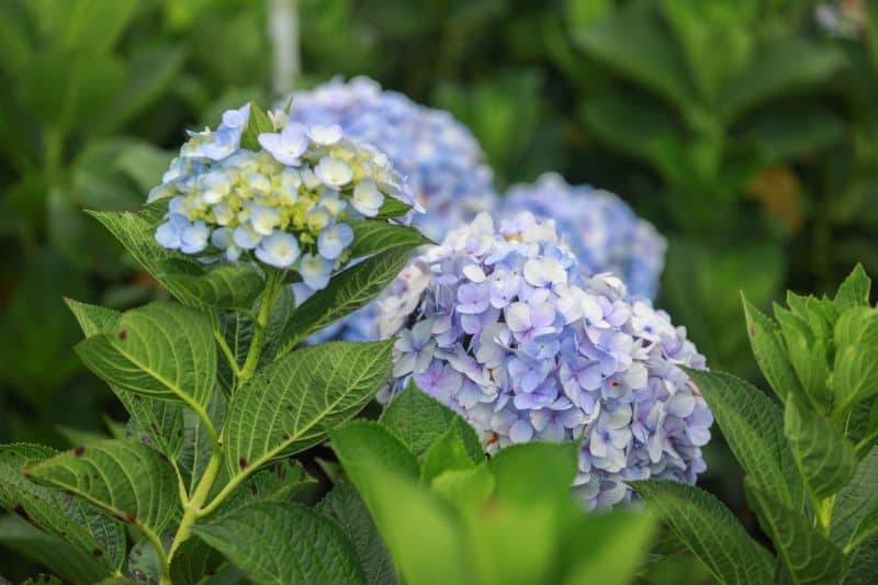 Hydrangea plant