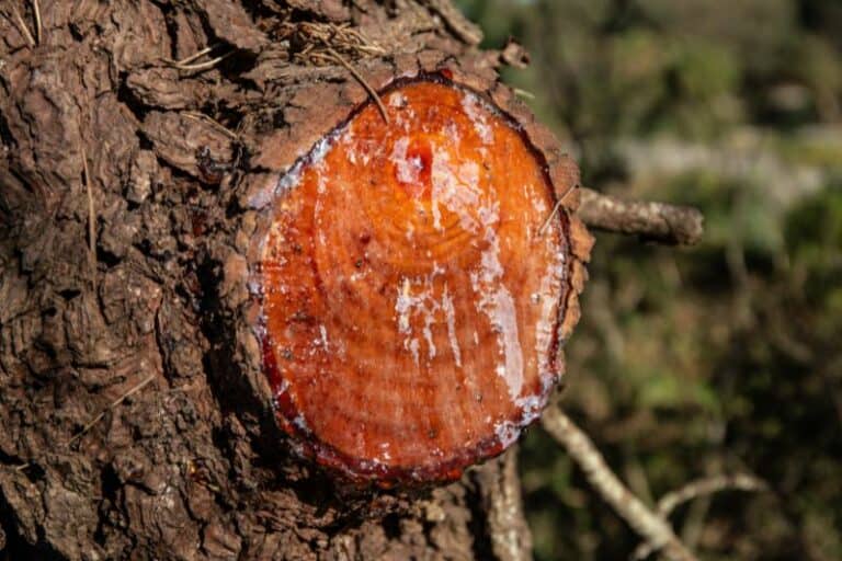 Is Resin Bad For The Environment? (Answered) - Conserve Energy Future