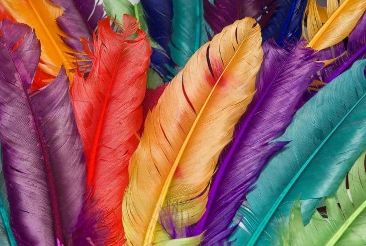 colorful-feathers