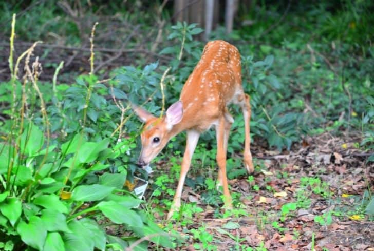 how to stop dogs from eating hostas