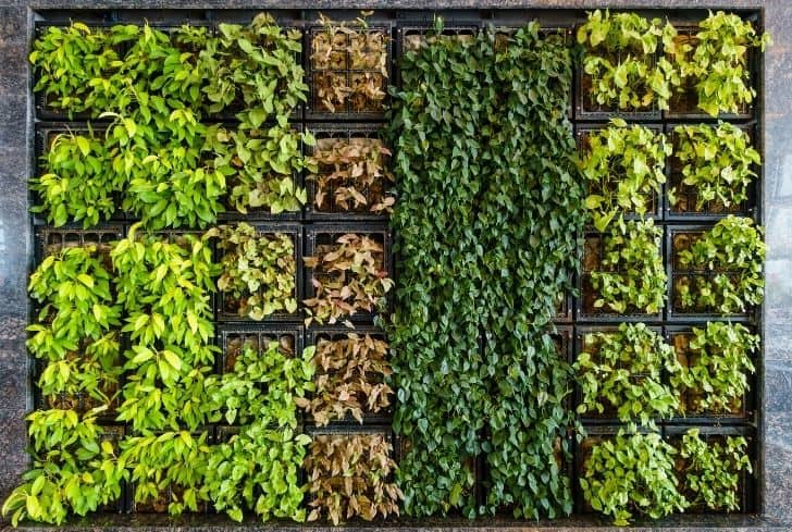15 Incredible Benefits Of Having A Vertical Garden At Home Conserve Energy Future - Garden On The Wall Llc