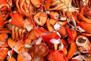 lobster-shells